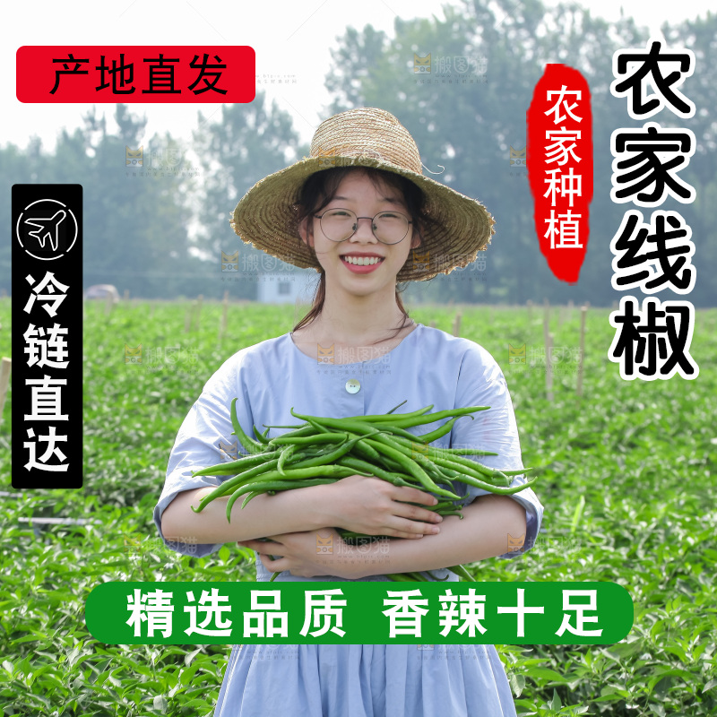 手里拿着现摘线椒
