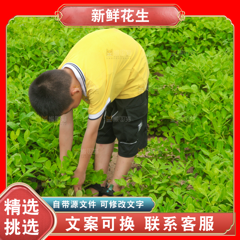 手里拿着现挖花生
