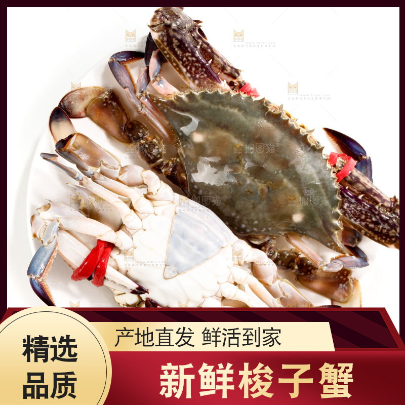 白底上的梭子蟹