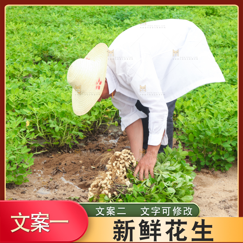 手里拿着现挖花生