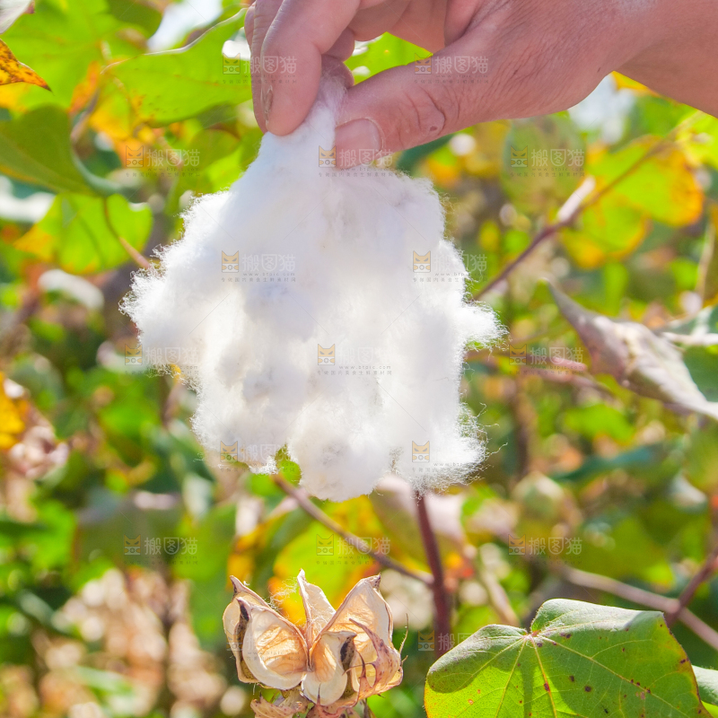 手里拿着棉花