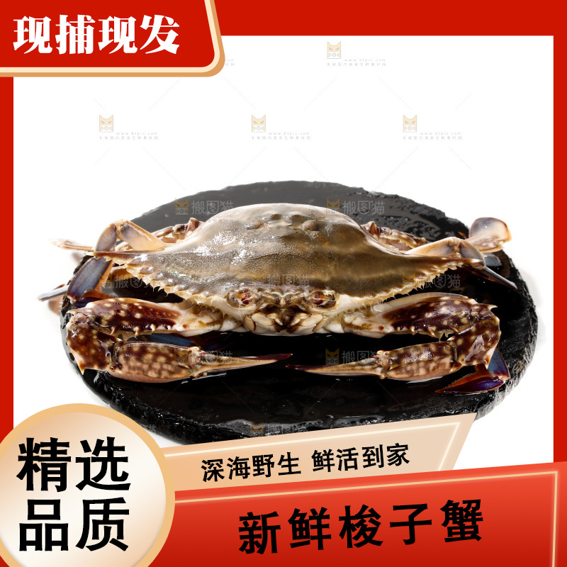 白底上的梭子蟹