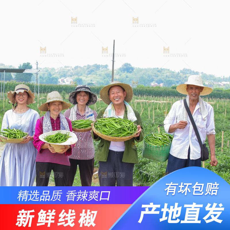 手里拿着现摘线椒