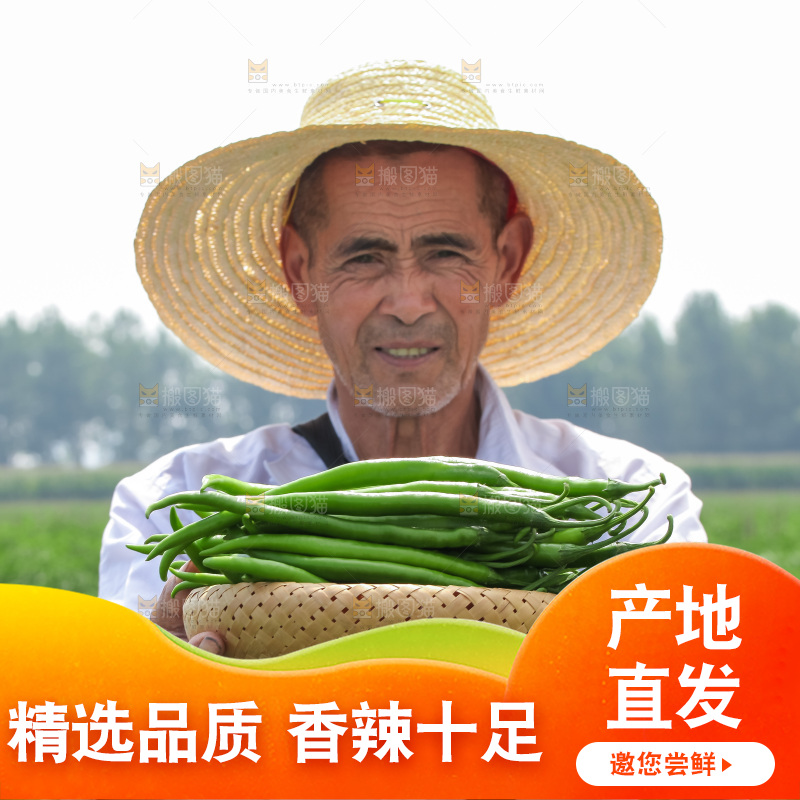 手里拿着现摘线椒