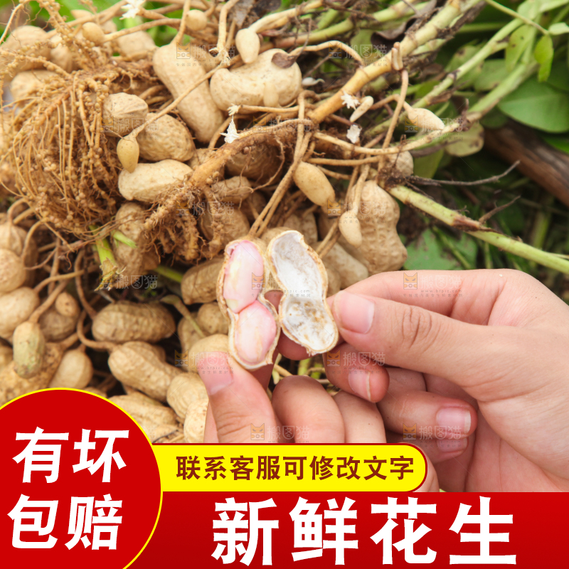 花生地里的新鲜花生