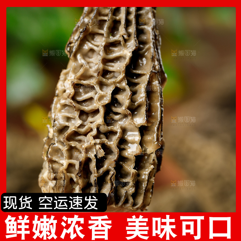 木底上的羊肚菇