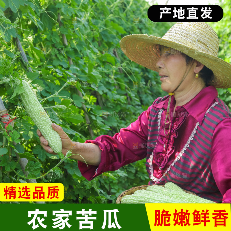 手里拿着新鲜苦瓜