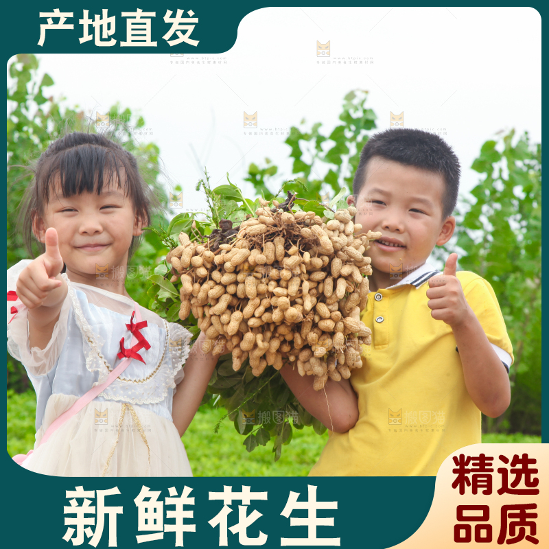 手里拿着现挖花生