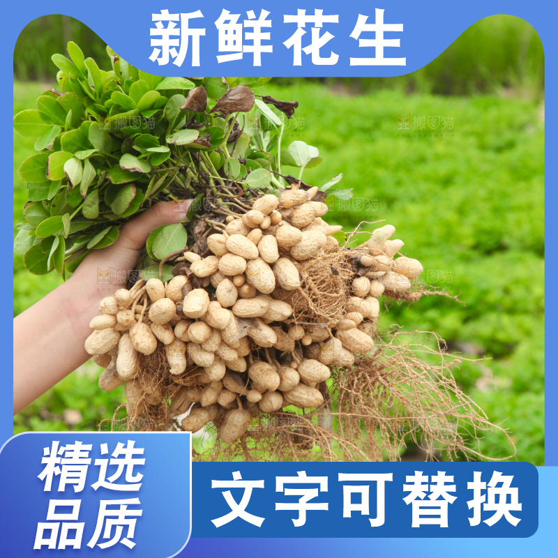 花生地里的新鲜花生