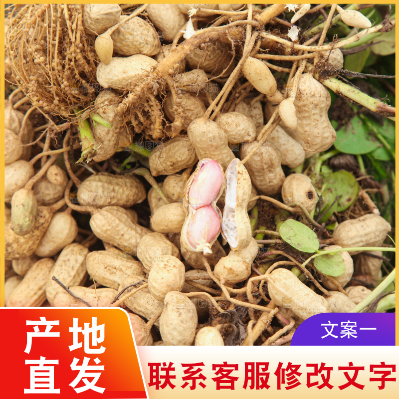 花生地里的新鲜花生