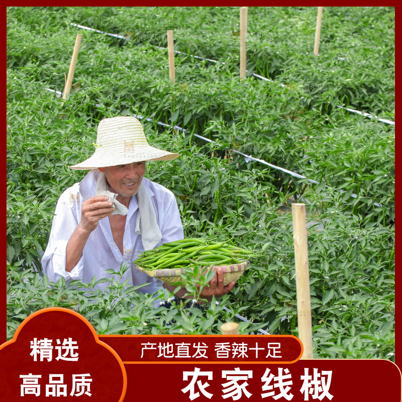 手里拿着现摘线椒