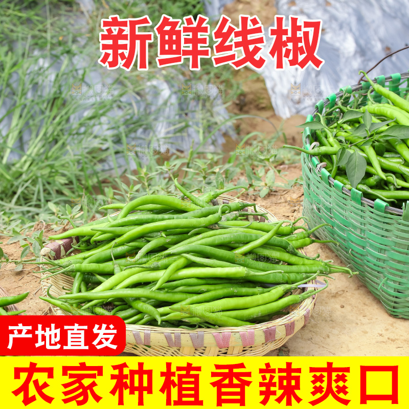地里现摘的线椒