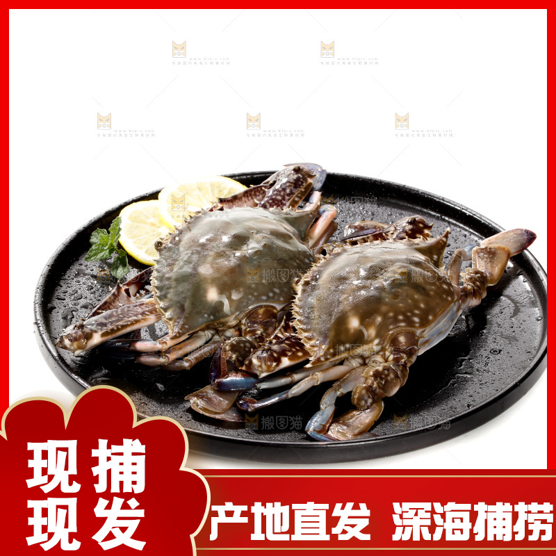 白底上的梭子蟹