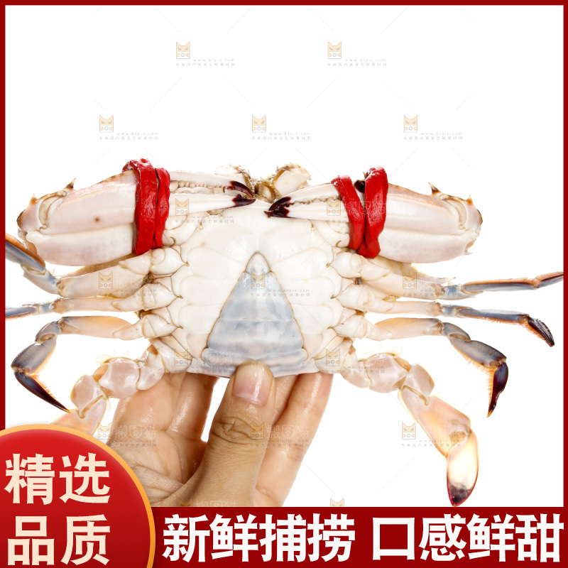 白底上的梭子蟹