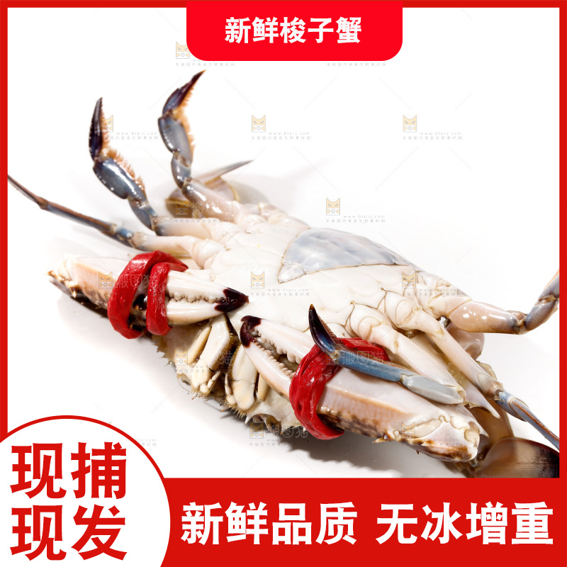 白底上的梭子蟹