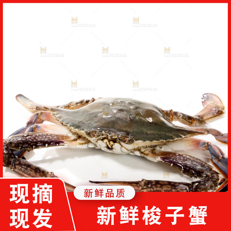 白底上的梭子蟹
