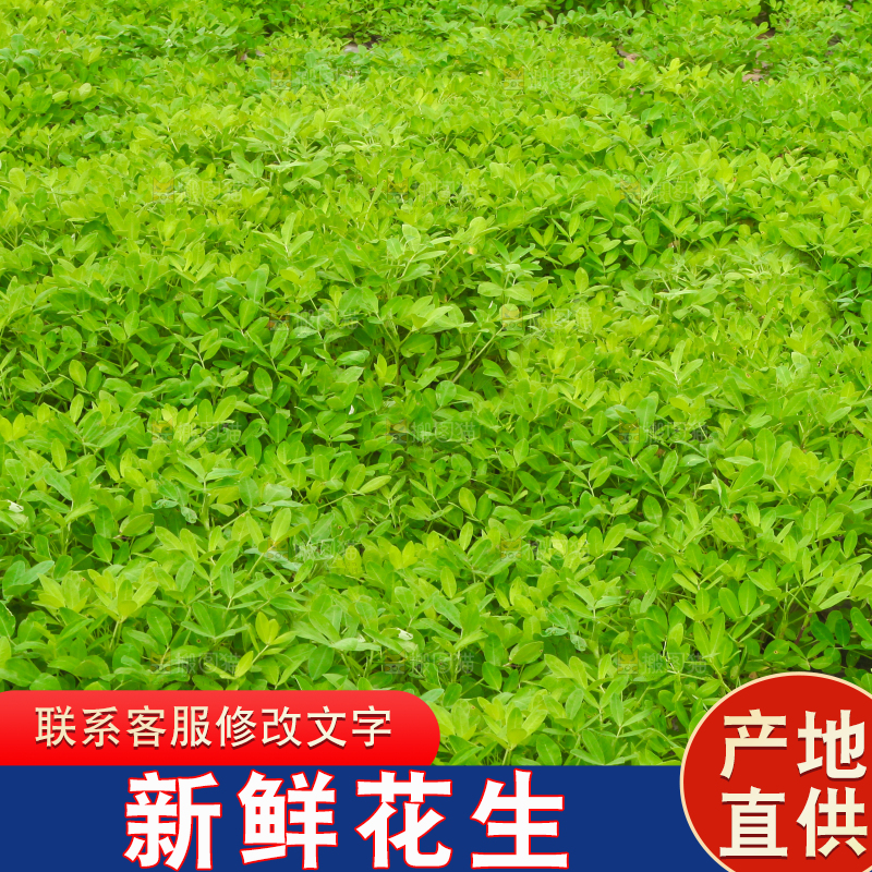 花生地里的新鲜花生