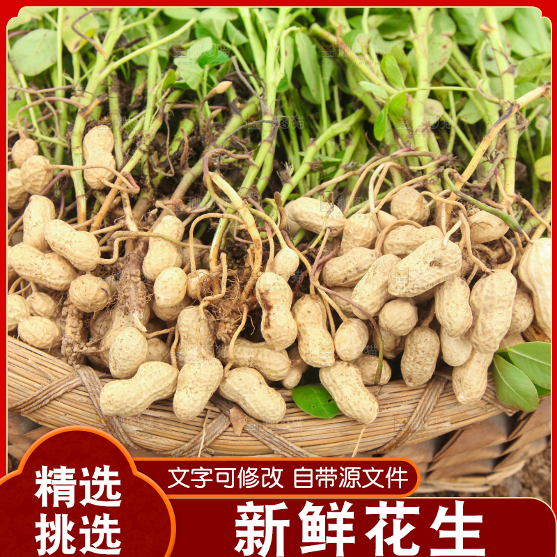 手里拿着现挖花生