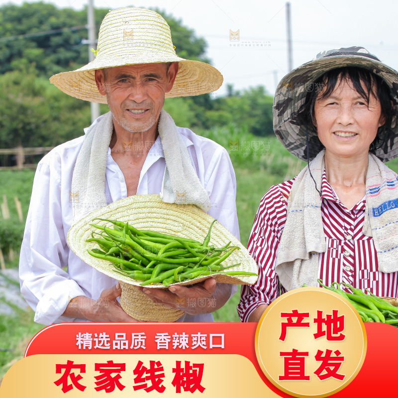 手里拿着现摘线椒