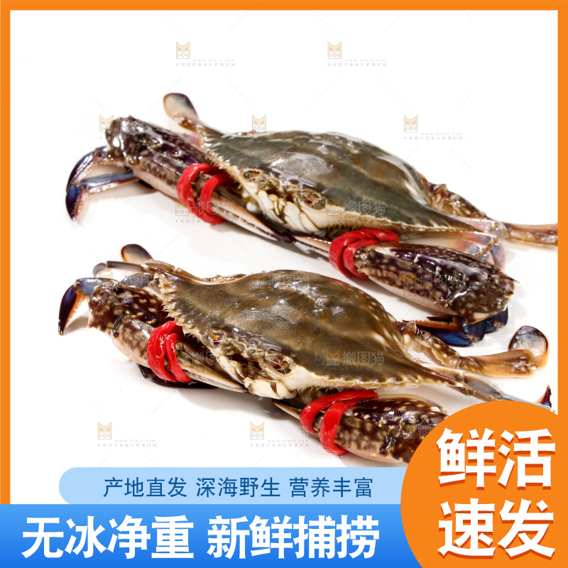 白底上的梭子蟹