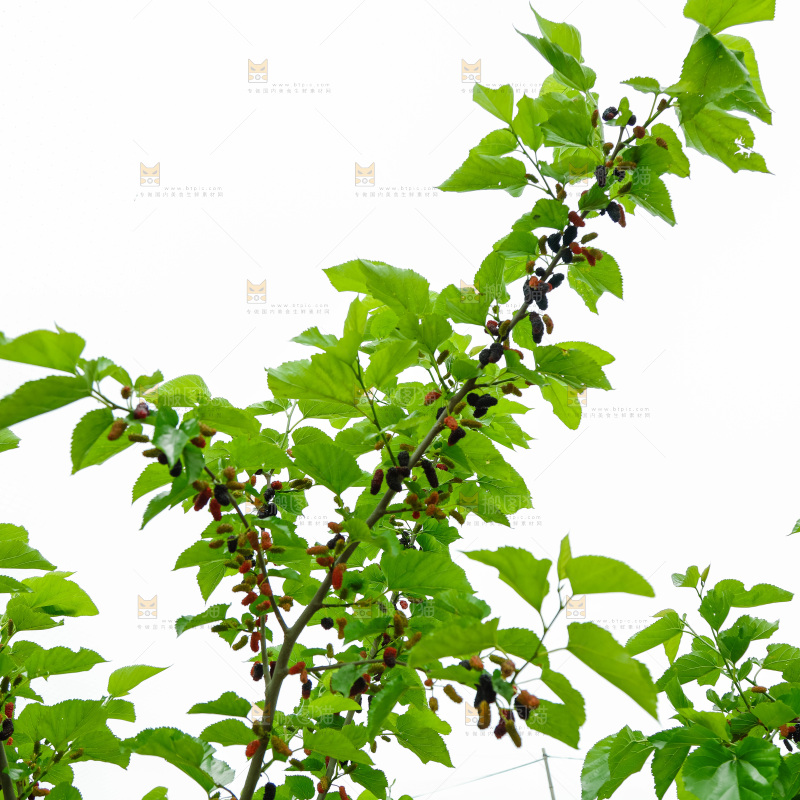 桑葚果树