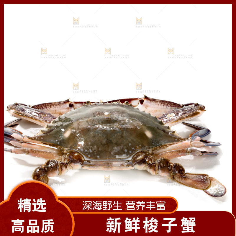 白底上的梭子蟹