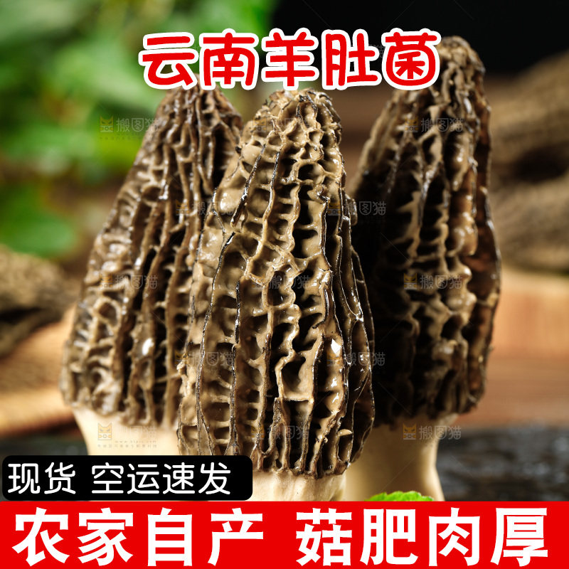 木底上的羊肚菇