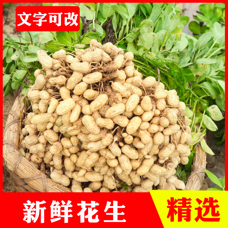花生地里的新鲜花生