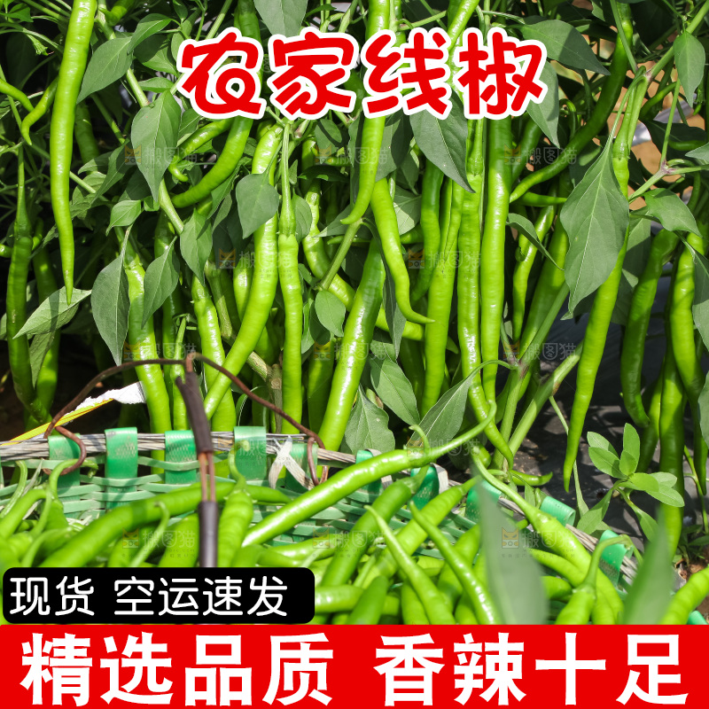 地里现摘的线椒