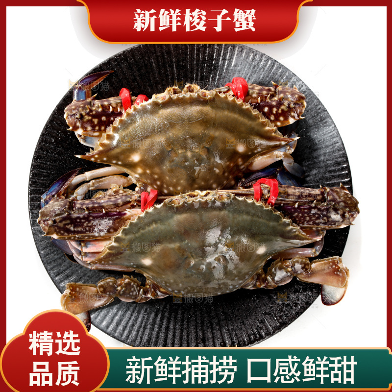 白底上的梭子蟹