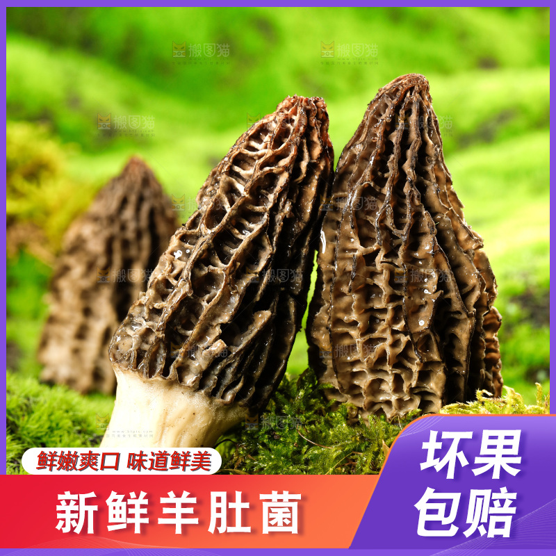 草地上的羊肚菇