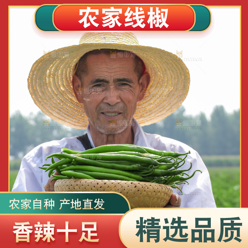 手里拿着现摘线椒