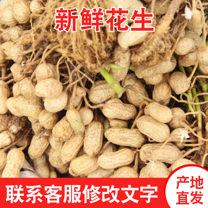 花生地里的新鲜花生
