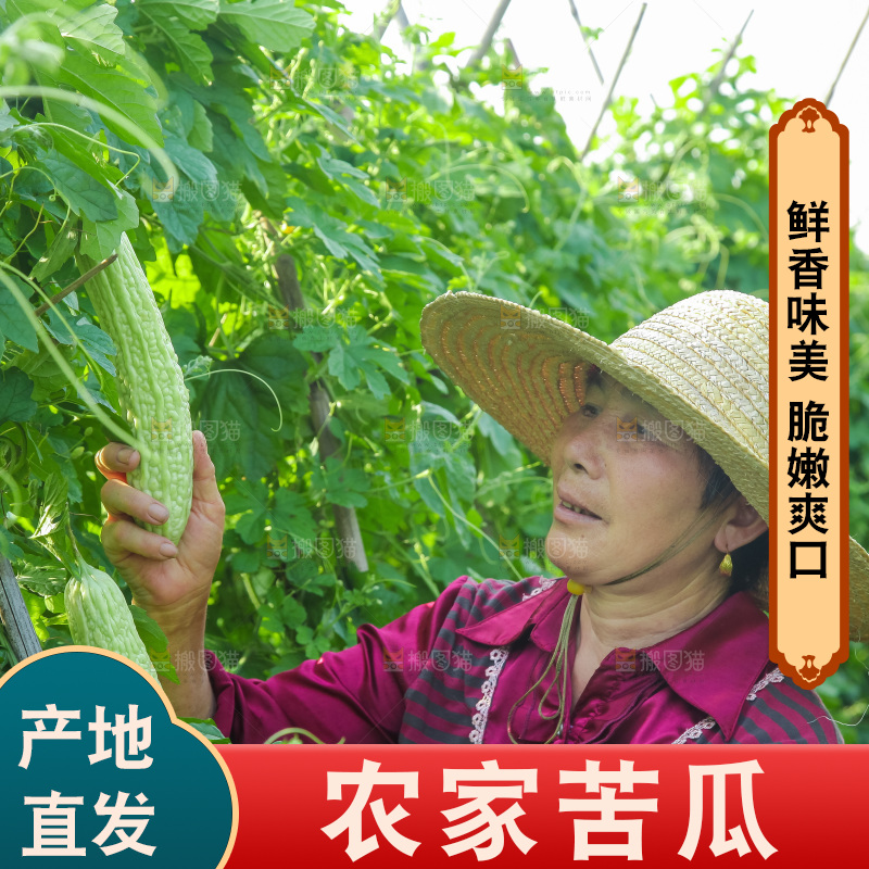 手里拿着新鲜苦瓜