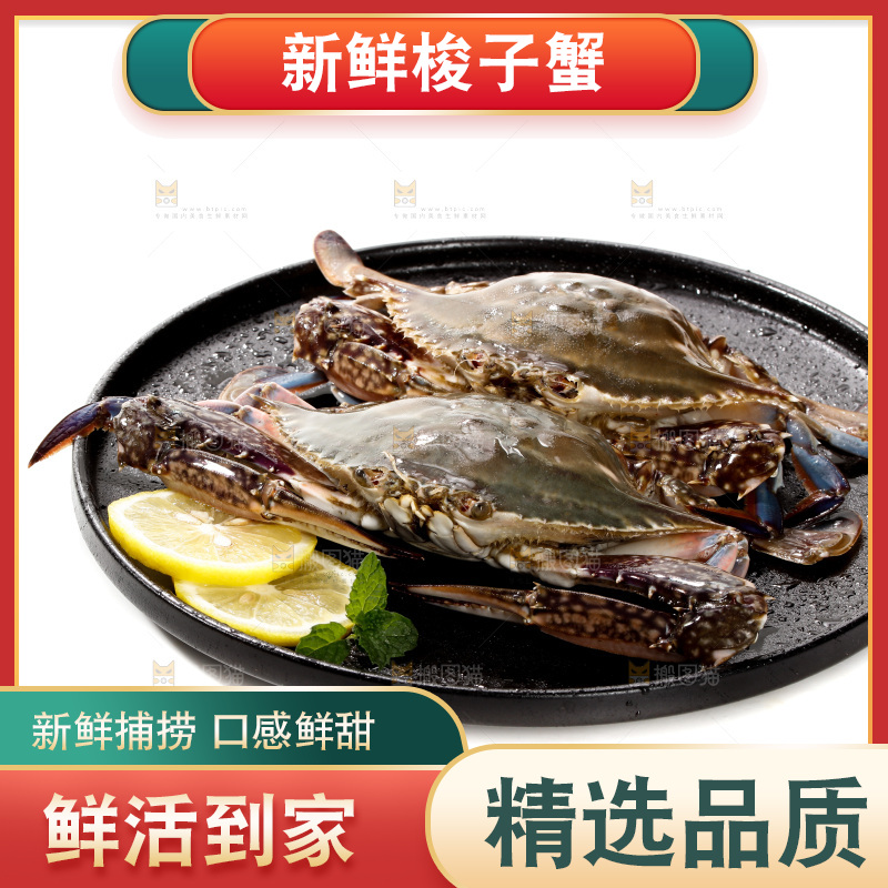 白底上的梭子蟹