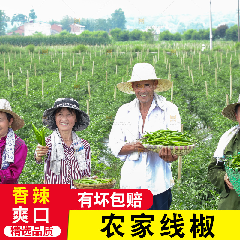 手里拿着现摘线椒