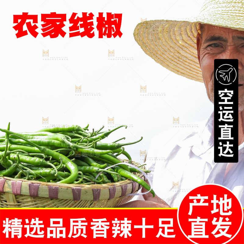 手里拿着现摘线椒