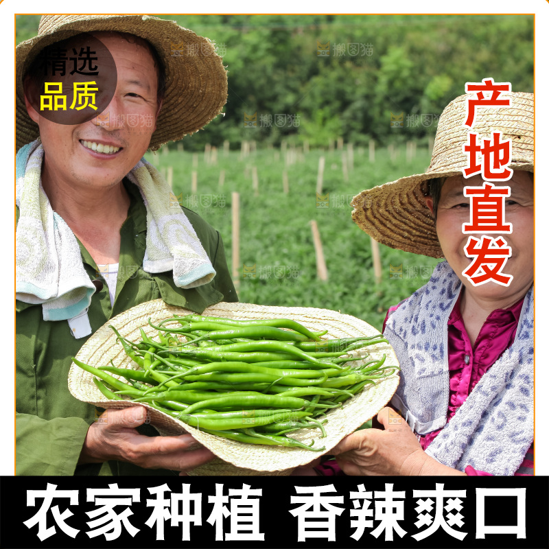手里拿着现摘线椒