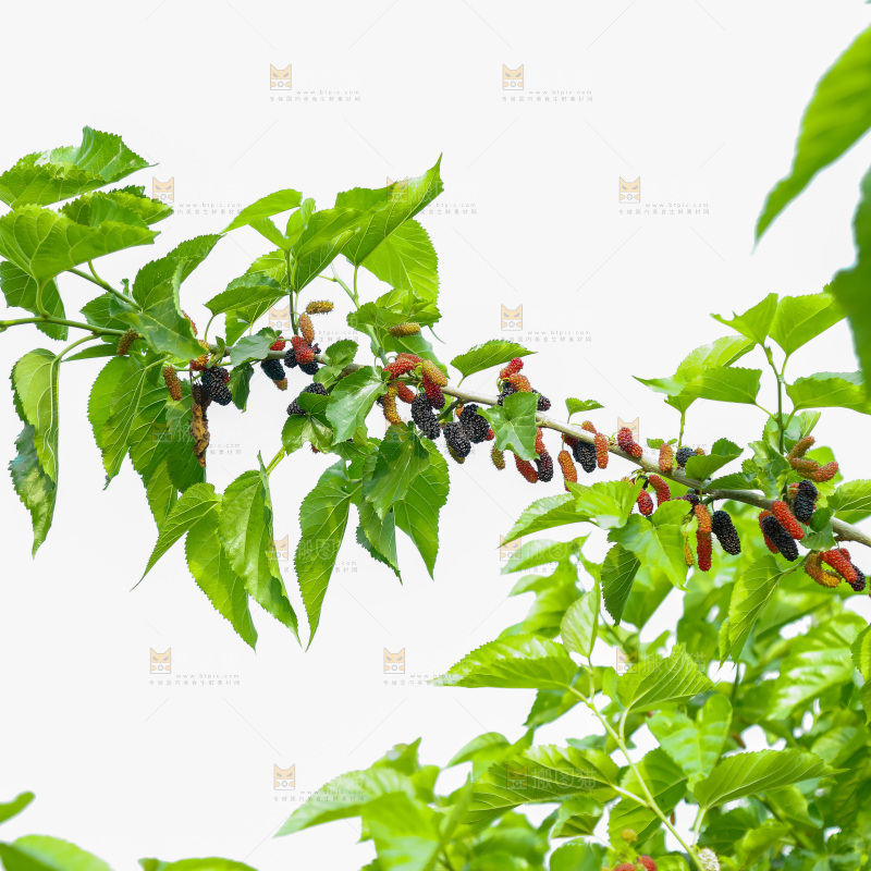 桑葚果树