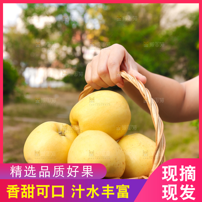 手里拿着维纳斯苹果