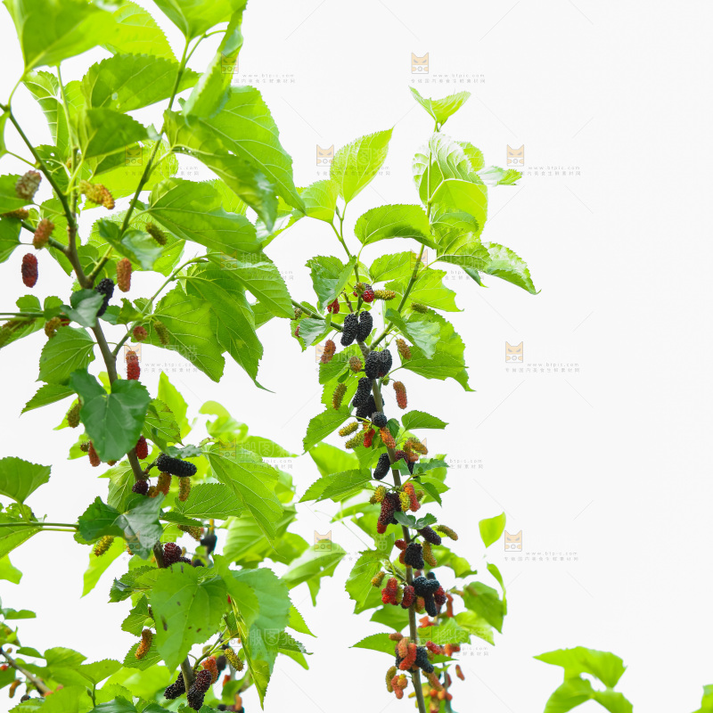 桑葚果树