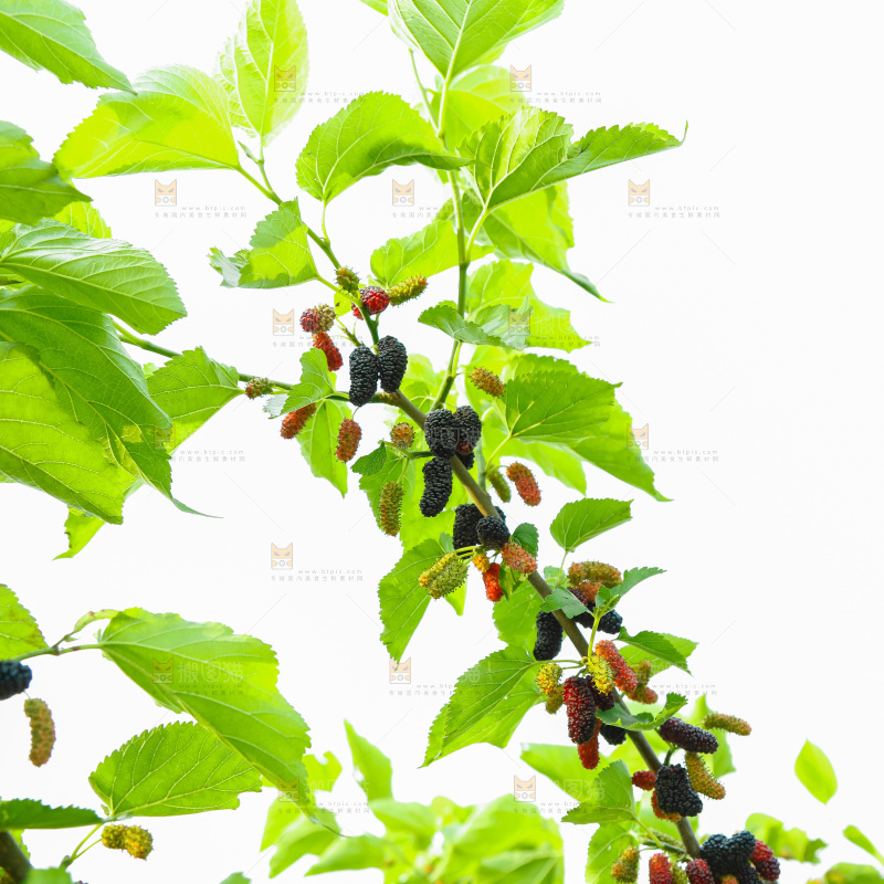 桑葚果树