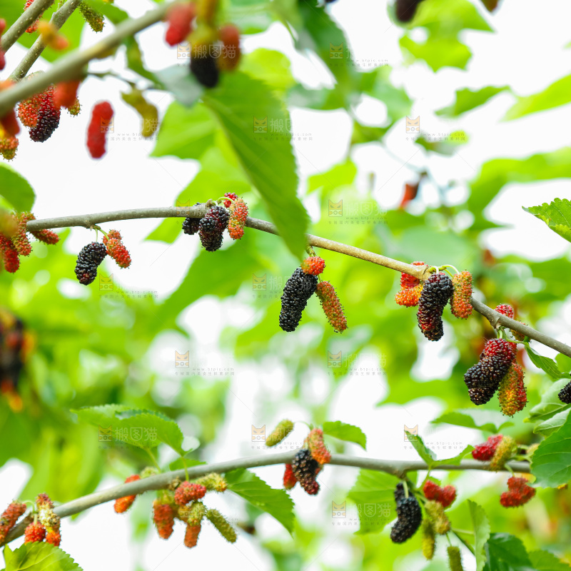 桑葚果树