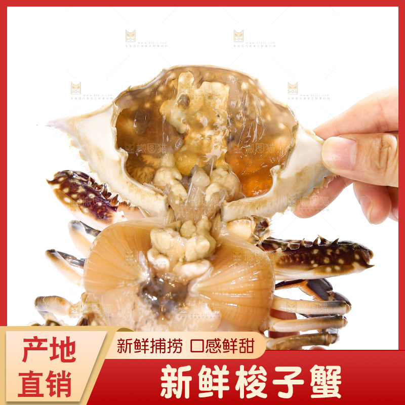 白底上的梭子蟹