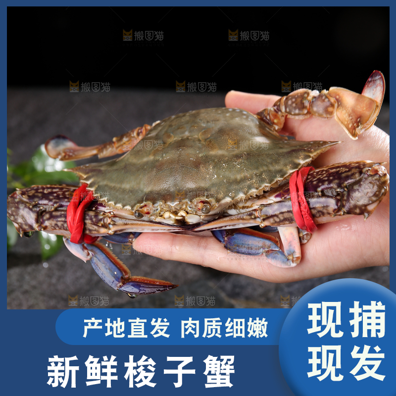 深底上放着梭子蟹