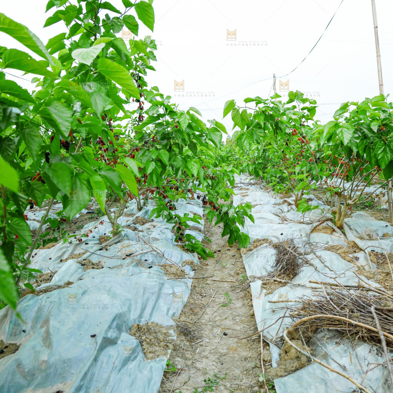 桑葚果树