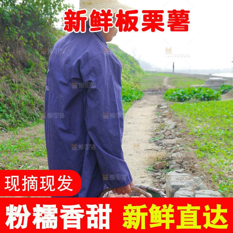 手里拿着黃心板栗薯