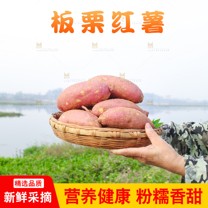 手里拿着黃心板栗薯