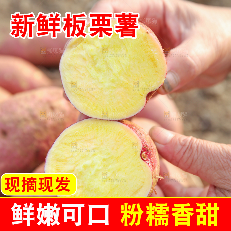 手里拿着黃心板栗薯