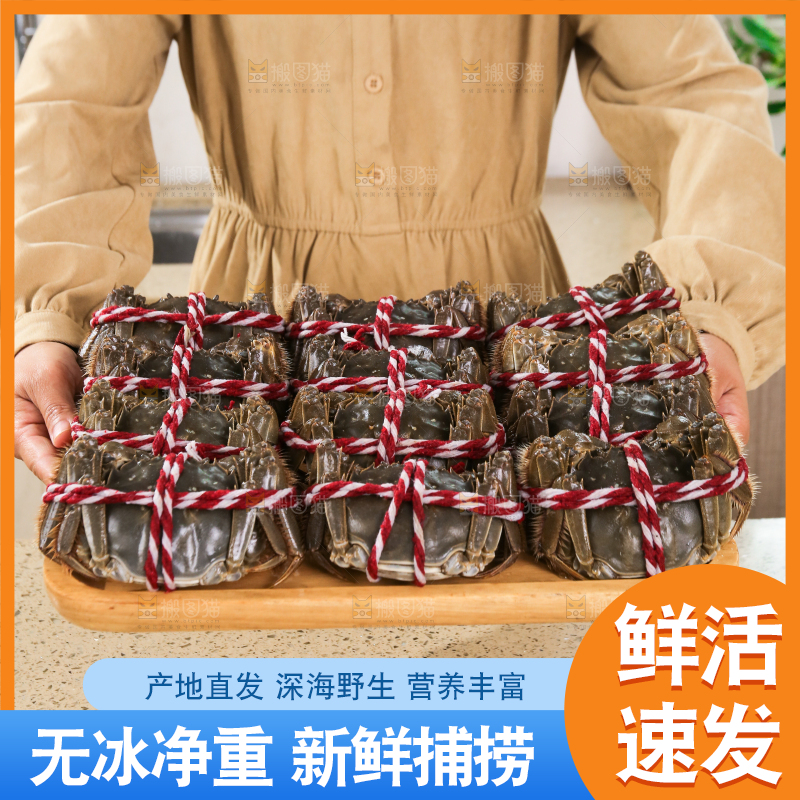 浅底上的鲜活螃蟹